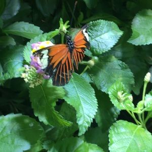 Meet your Posher, Adelaida